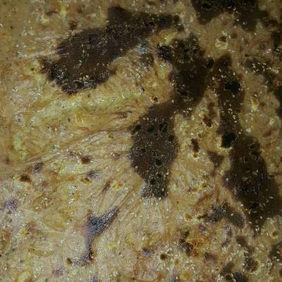  نجريسكو مميز 