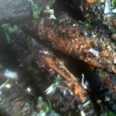  المشاوي على الطريقة البلدية 