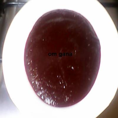  مربى الجزر والبنجر 