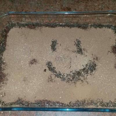  التيراميسو 