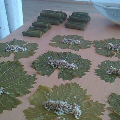  ورق عنب كارني 