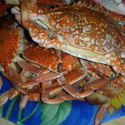  الكابوريا السويسي 