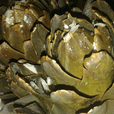  طريقة الخرشوف المملح 